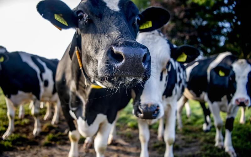 Dutch Dairy and Meat Sectors Face Supply Challenges