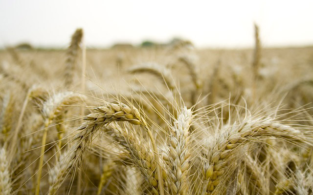 Американская компания Cargill прекратит экспорт российского зерна Американская компания Cargill прекратит экспорт российского зерна