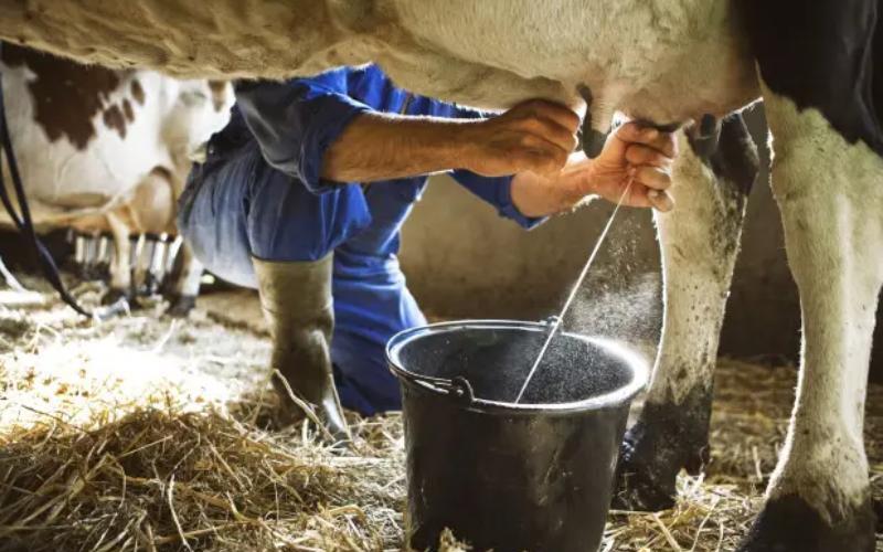 Jharkhand Invites Bids for New Dairy Plant to Enhance Local Processing