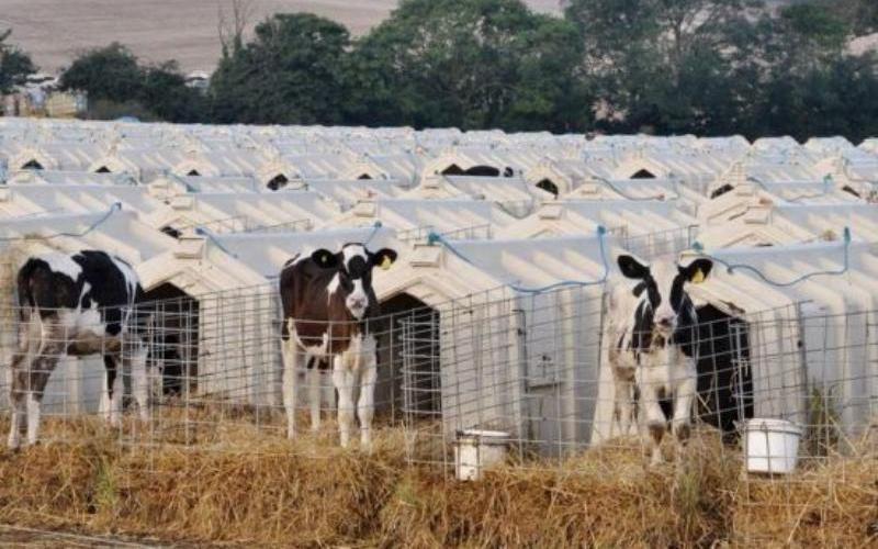 India's FSSAI Mandates Registration for Independent Milk Producers