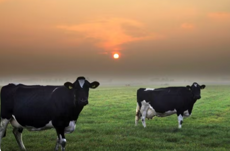 Co. Tyrone Dairy Farm's Open Day Raises £39,200 for Parkinson’s UK and Air Ambulance NI