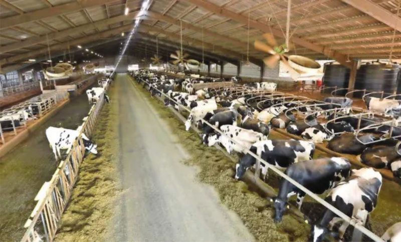 Un precio de la leche vinculado a los costos de producción protege una granja lechera inglesa