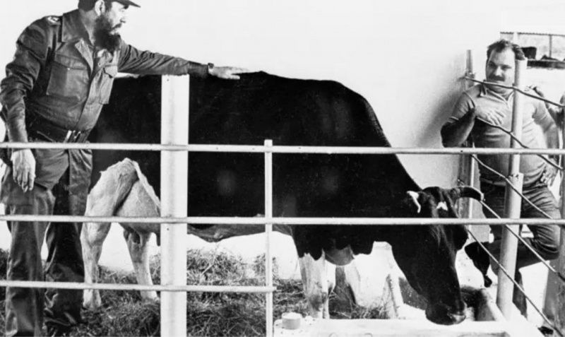 Cuban Ubre Blanca Cow Set Milk Production Records in 1982