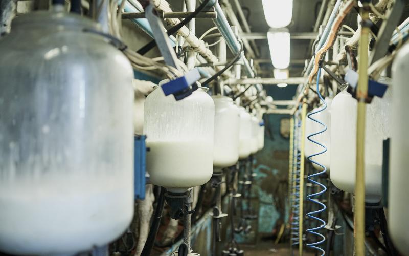 Global Dairy Trade Index Rises by 3.6% at Start of 2026