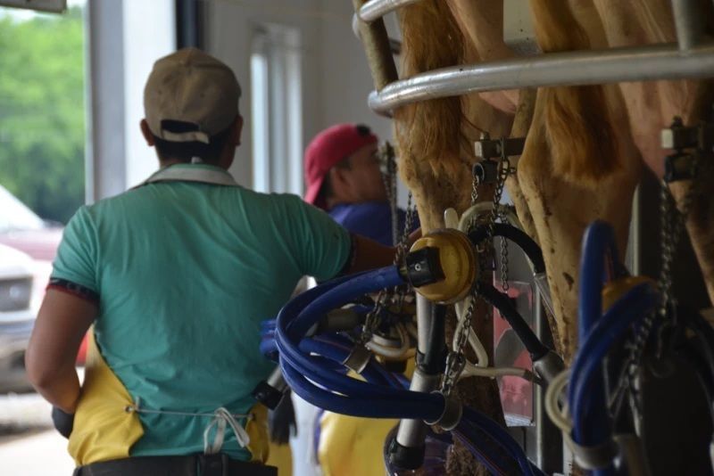 Land O’Lakes says protein demand supports US dairy margins