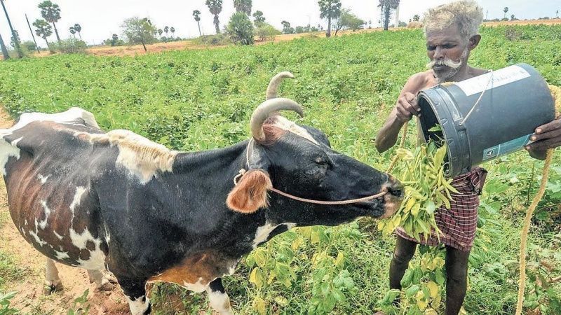 Pottamlodi builds a self-sustaining community dairy model