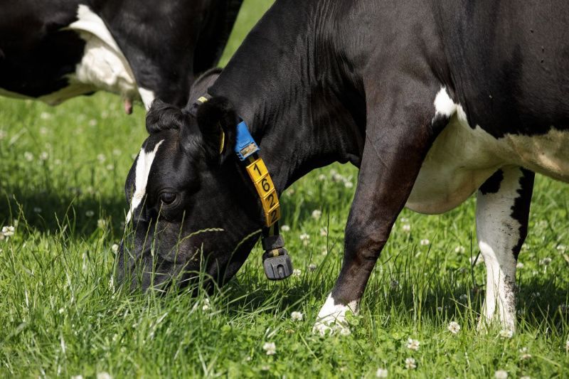 La adopción de la tecnología SenseHub facilita los desafíos de la ganadería lechera en Irlanda