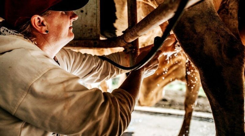 Misiones lawmakers seek to strengthen dairy basins