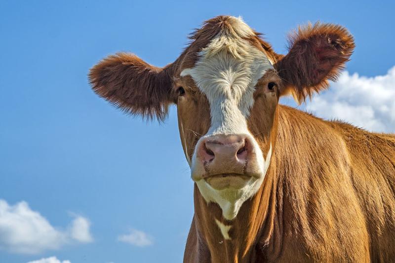 Small Producers, the Giants of Mexico's Dairy Industry