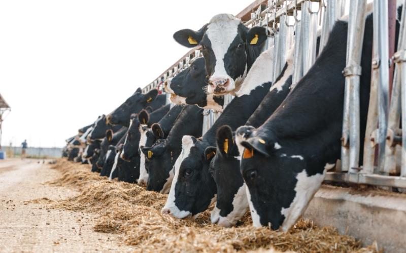 Northeast India Aims for Self-Sufficiency in Dairy and Livestock by 2030