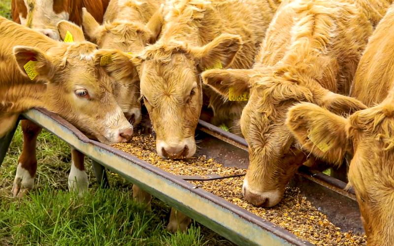 Arla Apoya el Aditivo para Piensos que Reduce el Metano a Pesar de las Preocupaciones de los Consumidores