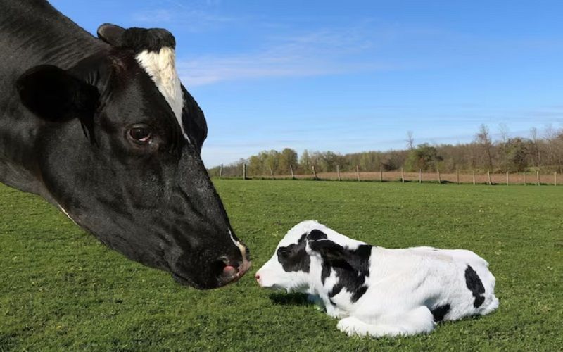 New Zealand Dairy Farm Workers Face Sleep and Stress Challenges During Calving Season