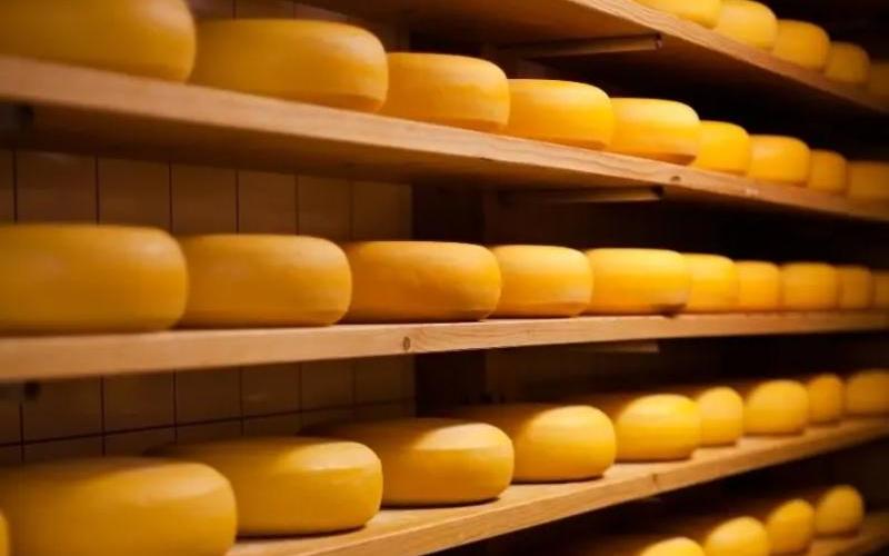 Число молочных коров в США увеличилось на 1,6% Число молочных коров в США увеличилось на 1,6%