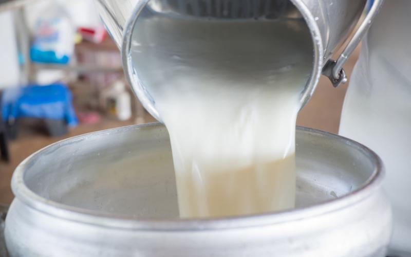 Australian Milk Production Faces Decline Amid Seasonal Challenges