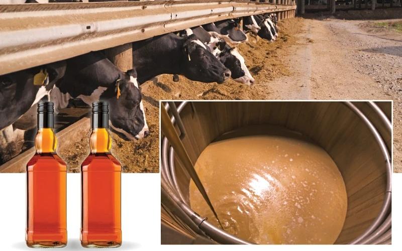 Kentucky Dairy Farm Utilizes Bourbon Byproduct to Enhance Cow Nutrition