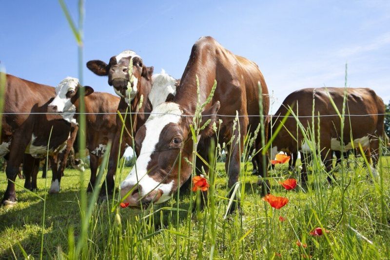 New Zealand's Milk Production Growth to Stall Due to Environmental and Land Constraints