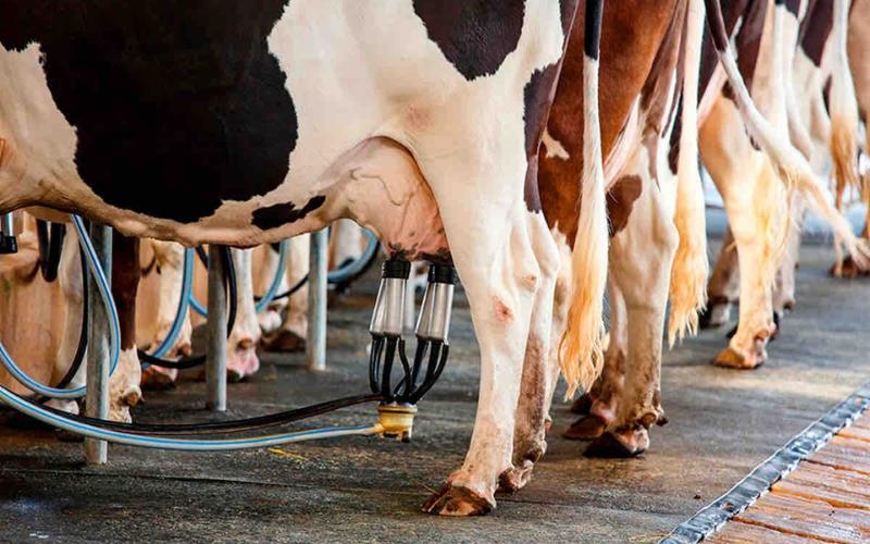 Milk Prices in Uruguay: A Record Year Amidst Dollar Depreciation