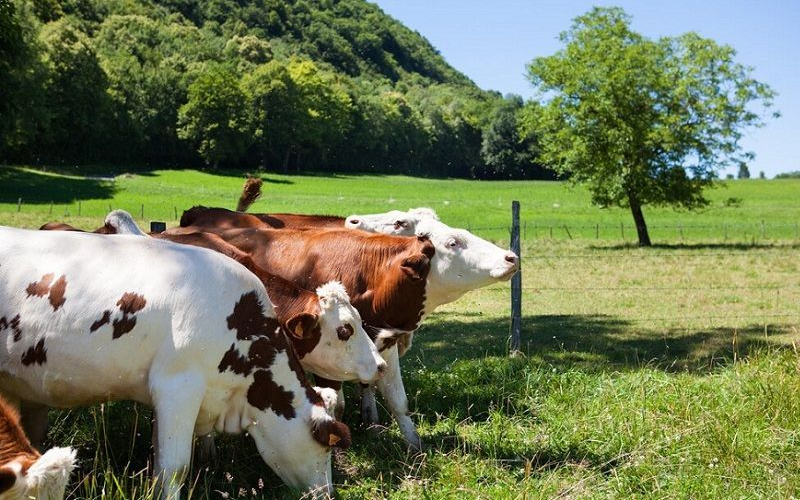 Granja lechera dirigida por mujeres en Jawzjan se expande y empodera a las mujeres locales