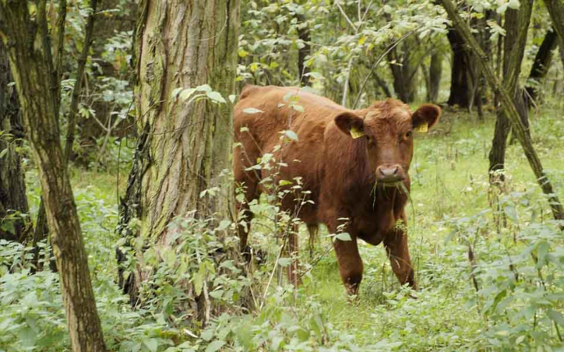 Radical Methane Tech Tackles Dairy’s Farm Emissions