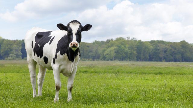 Replacement Dairy Heifer Prices Soar 69% Amid Beef-on-Dairy Trend