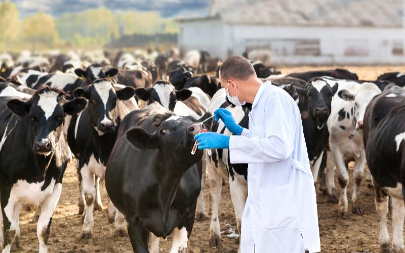 Greek Dairy Farmers Struggle with Rising Costs Amid Economic Pressures