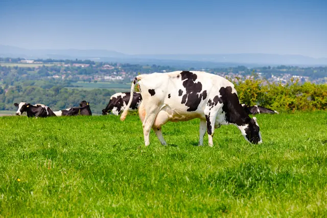 AHDB Forecasts Lower UK Livestock Production