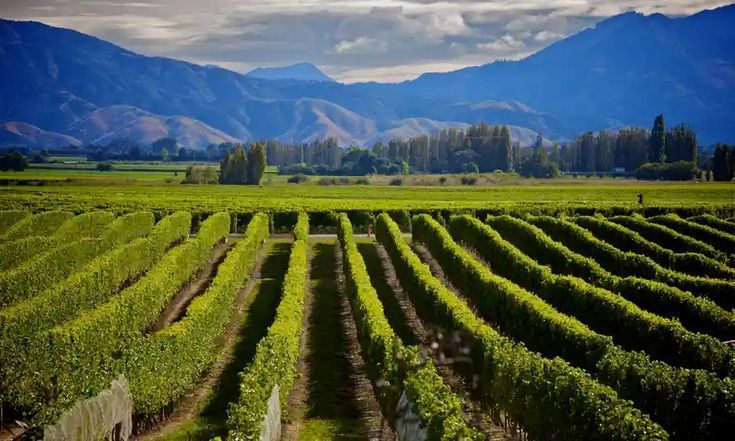 Farm Tech Executives Call for Extension on GMO Bill Submission Period in New Zealand