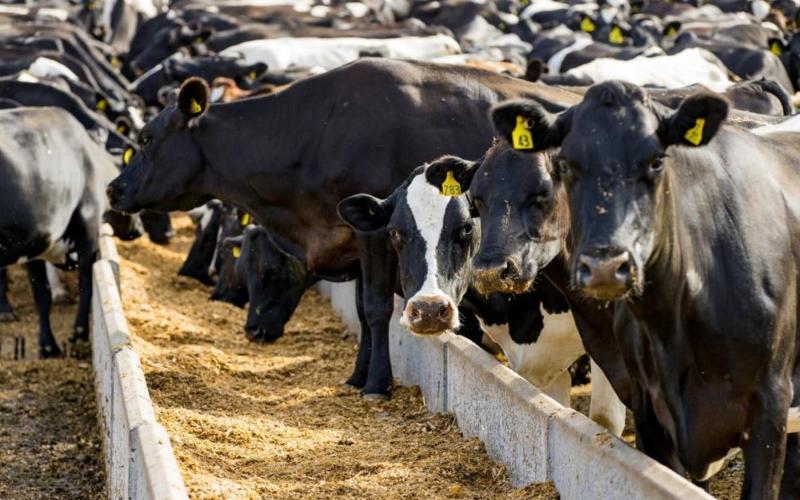 New Zealand Dairy Cow Prices Surge by 50% Due to Market Dynamics