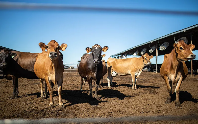 Arizona Advocates for Continued North American Dairy Trade