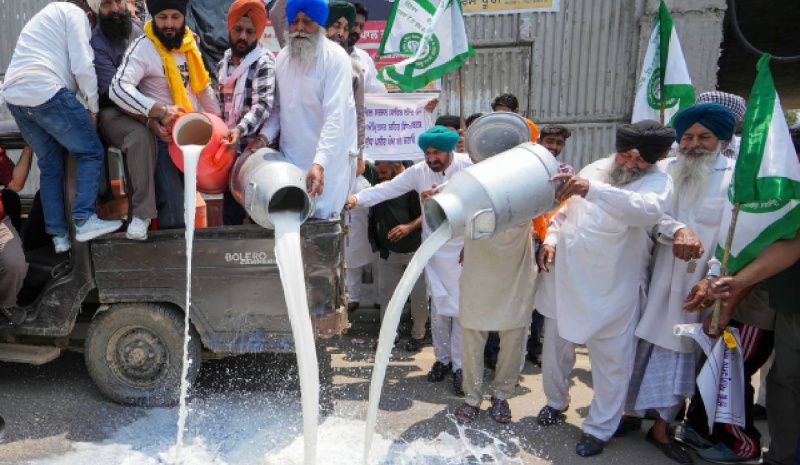 Amritsar Dairy Farmers Protest Against Synthetic Milk Market Impact