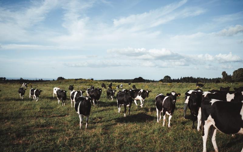 GB Dairy Herd Experiences Record Low as Productivity Rises