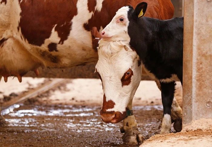 Alabama Farm Thrives by Shifting from Dairy to Beef Production