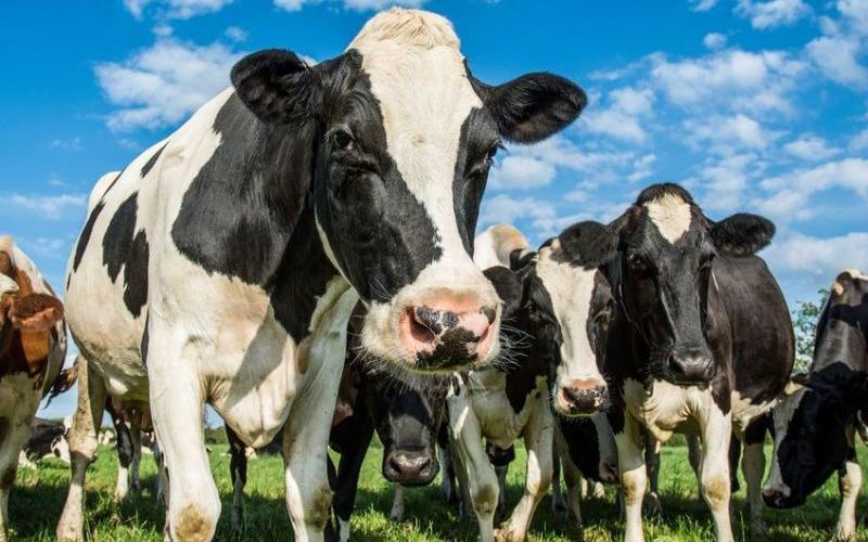 New Body for UK Dairy Producers Launched to Foster Industry Changes