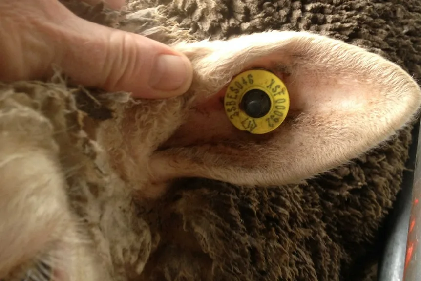 Limited Adoption of Electronic Ear Tags in New Zealand