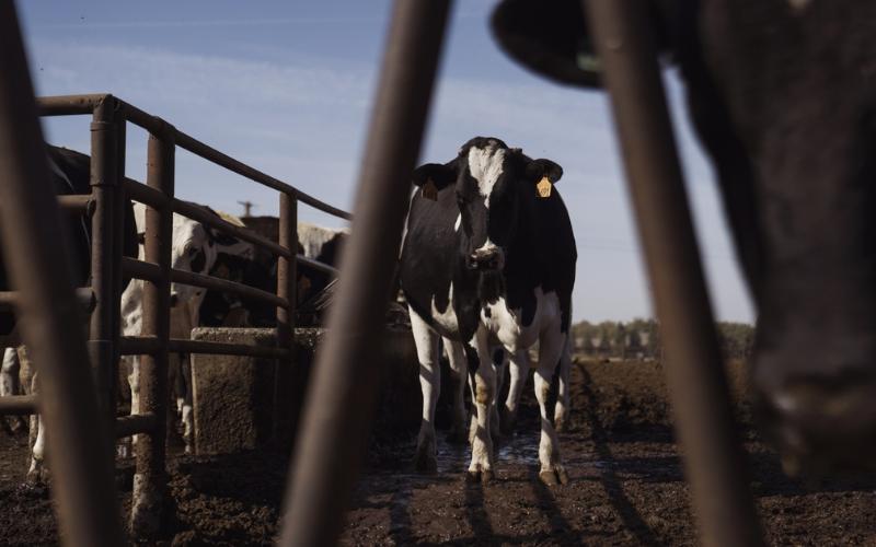 Crisis estructural amenaza a los productores lecheros en Santa Fe, Argentina
