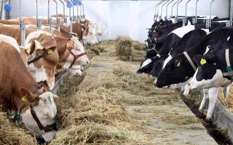 المملكة المتحدة تطبق حظر استيراد منتجات الألبان لحماية البلاد من الأمراض الحيوانية