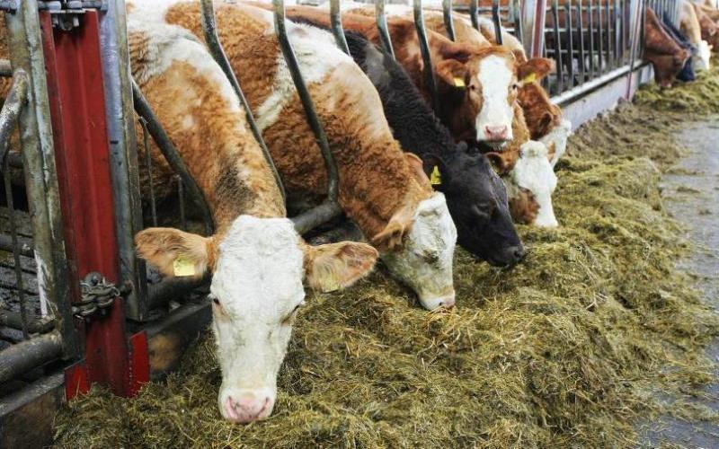 Kuzey İrlanda'nın İnovasyon Çiftlikleri Girişimi Süt ve Et Sektörlerini Hedefliyor