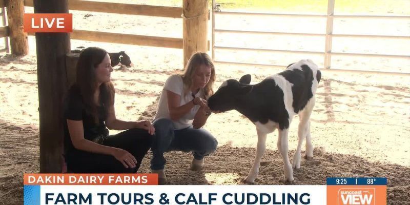 Exploring Dakin Dairy Farms: A Unique Agricultural Experience in Florida