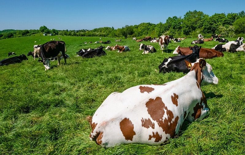 50 Million Pesos Allocated for Livestock and Dairy Sector in Jalisco