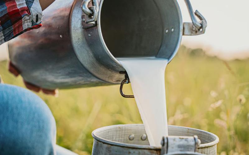 Gokul Hikes Milk Price, Launches Cheese: Stability for Farmers