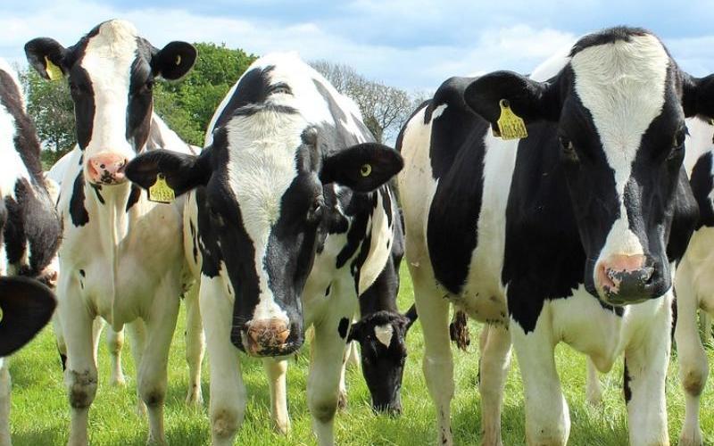 Global Dairy Prices Fall as Supply Surges