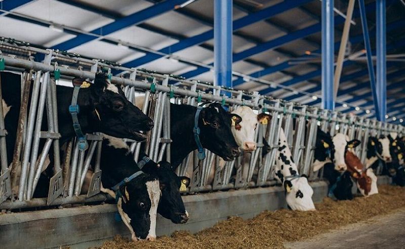 Larger Farms Have Housed a Larger Number of Animals Than Ever Before