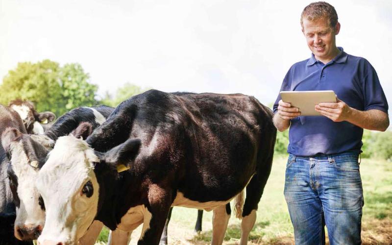 ReNure Proposal Offers Irish Dairy Farmers Relief from Nitrogen Limits