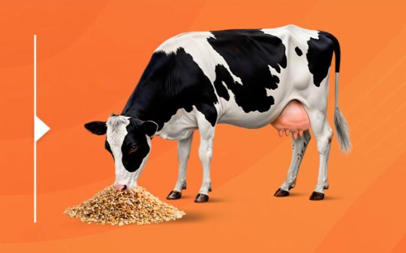 Adisseo Launches Program to Enhance Amino Acid Balancing in Dairy Nutrition