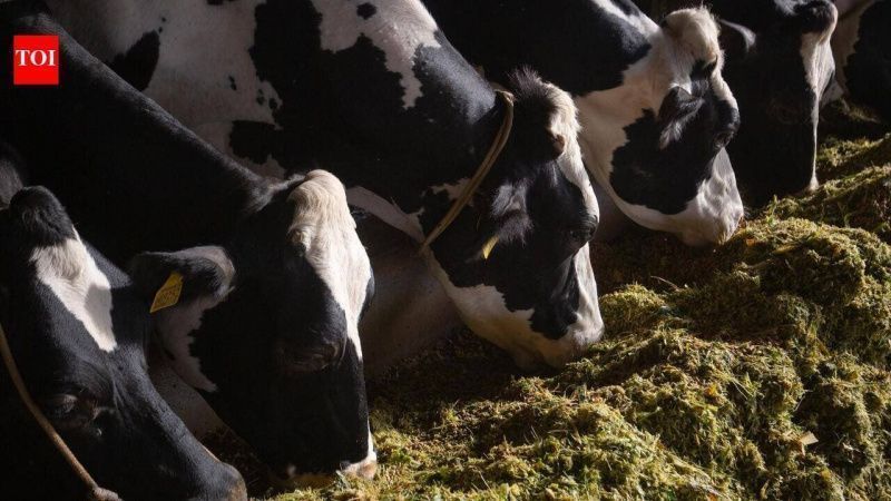 Punjab Dairy Farmers Oppose Implementation of Bovine Breeding Rules