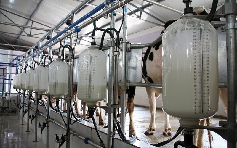 Milk Production in Kyrgyzstan Increases by 28.5% in the First Seven Months of the Year