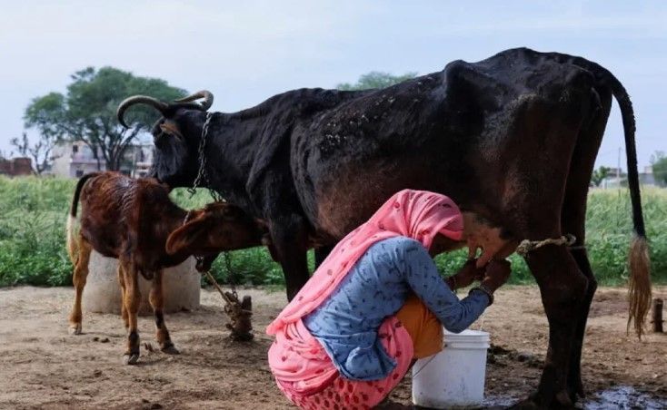 India Produces 248m Tonnes of Milk and Pursues Protein Expansion