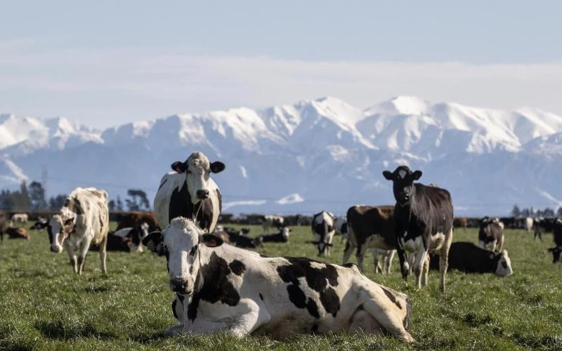 Dairy Conversions in Canterbury Surge as Temporary Ban Lifted