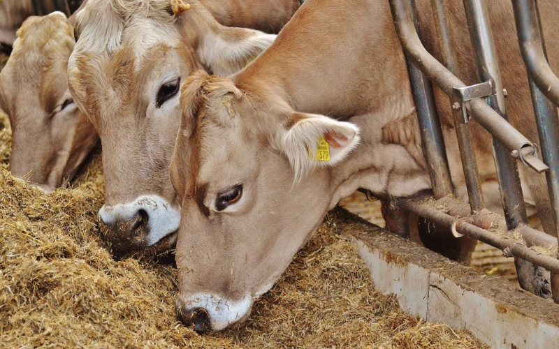 Rajasthan Advances Dairy Sector with Rs 1,000 Crore Corpus Fund Initiative