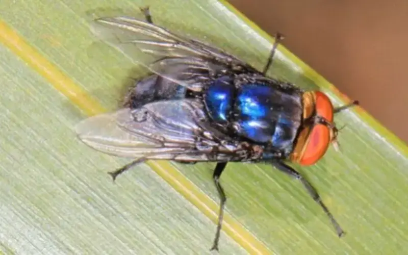 Health Alert in Rural Areas: The Return of the Screwworm Threatens Mexican Livestock